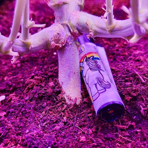 Glueberry OG  growlog timeline photo