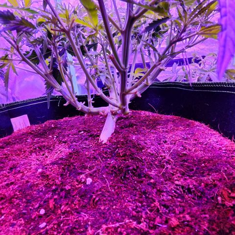 Glueberry OG  growlog timeline photo