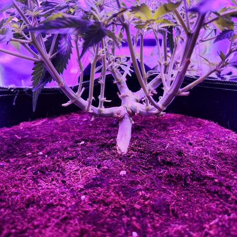 Glueberry OG  growlog timeline photo