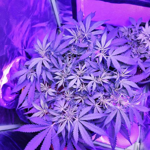 Glueberry OG  growlog timeline photo