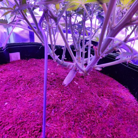 Glueberry OG  growlog timeline photo