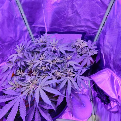 Glueberry OG  growlog timeline photo