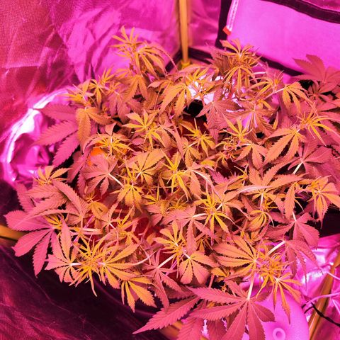 Glueberry OG  growlog timeline photo