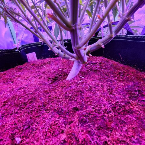 Glueberry OG  growlog timeline photo