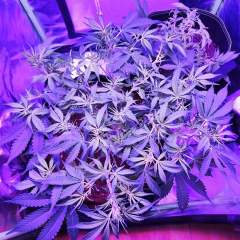 Glueberry OG  growlog timeline photo