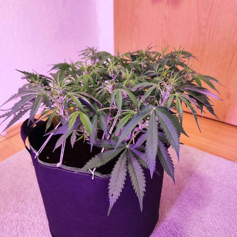 Glueberry OG  growlog timeline photo