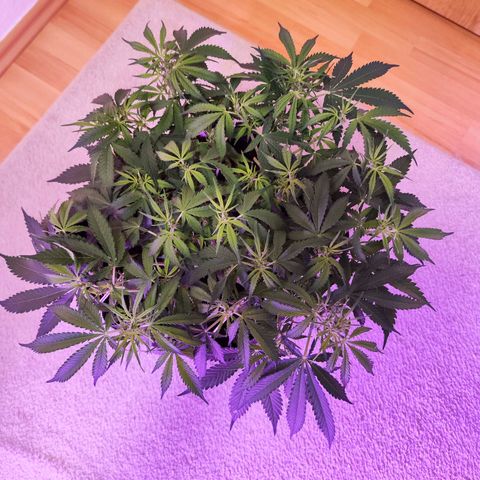 Glueberry OG  growlog timeline photo