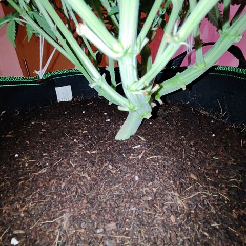 Glueberry OG  growlog timeline photo