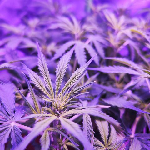 Glueberry OG  growlog timeline photo