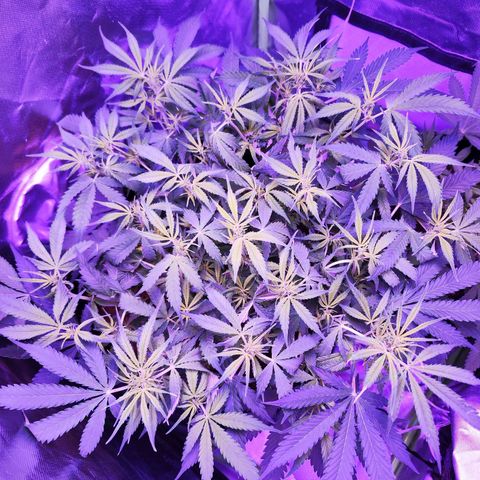 Glueberry OG  growlog timeline photo