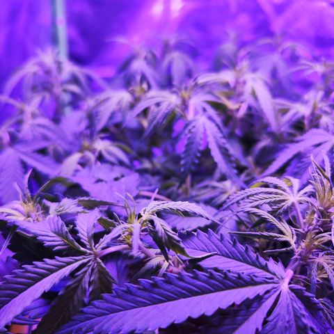 Glueberry OG  growlog timeline photo