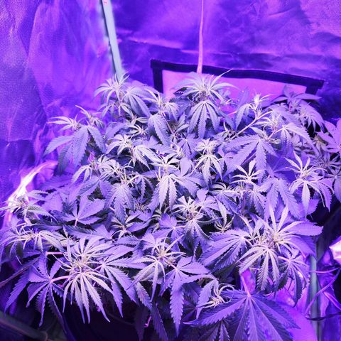 Glueberry OG  growlog timeline photo