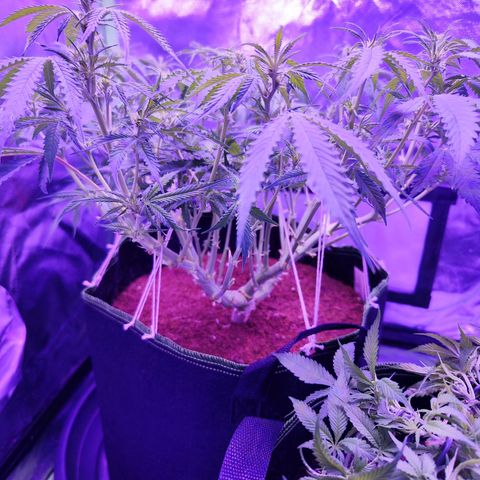 Glueberry OG  growlog timeline photo