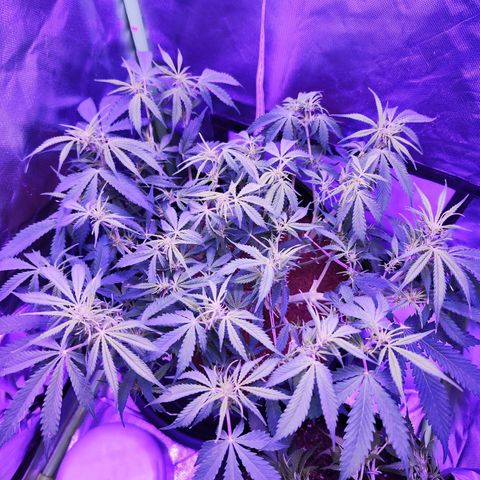 Glueberry OG  growlog timeline photo