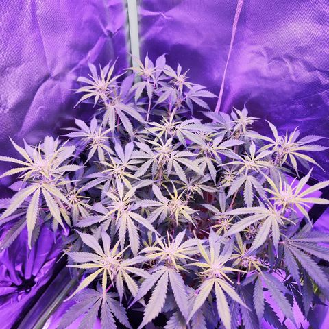 Glueberry OG  growlog timeline photo