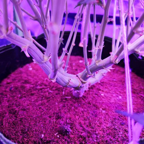 Glueberry OG  growlog timeline photo