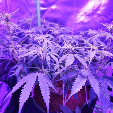 Glueberry OG  growlog timeline photo