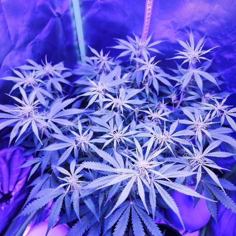 Glueberry OG  growlog timeline photo