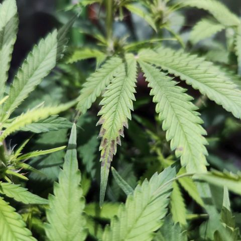 Glueberry OG  growlog timeline photo