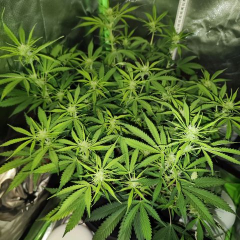 Glueberry OG  growlog timeline photo