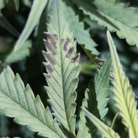 Glueberry OG  growlog timeline photo