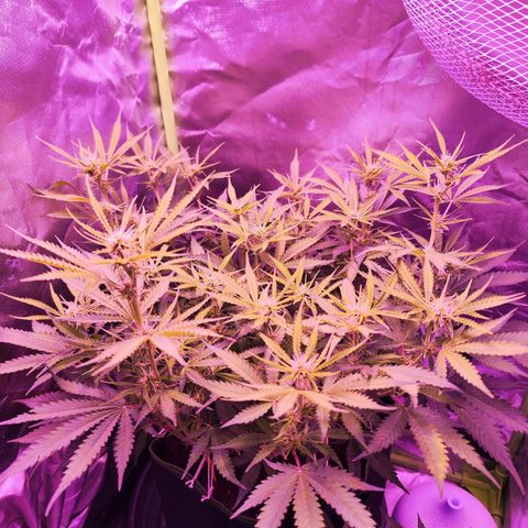 Glueberry OG  growlog timeline photo