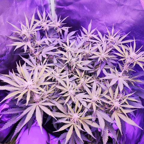 Glueberry OG  growlog timeline photo