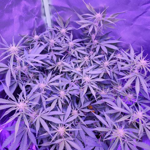 Glueberry OG  growlog timeline photo