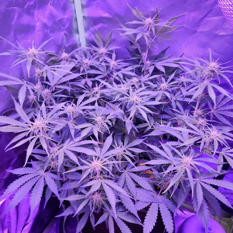 Glueberry OG  growlog timeline photo