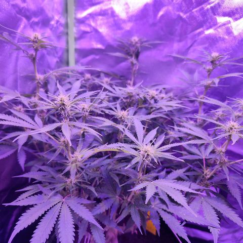 Glueberry OG  growlog timeline photo