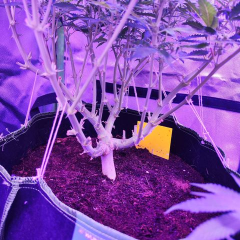 Glueberry OG  growlog timeline photo