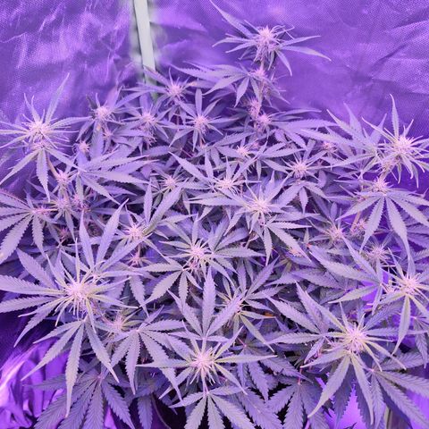 Glueberry OG  growlog timeline photo