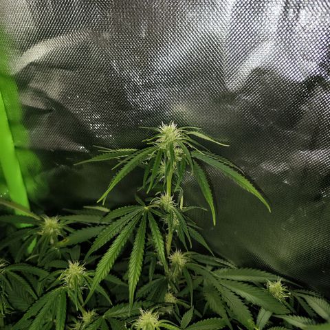 Glueberry OG  growlog timeline photo