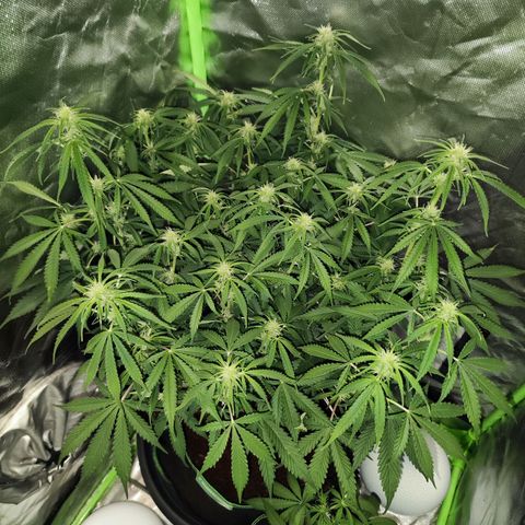 Glueberry OG  growlog timeline photo