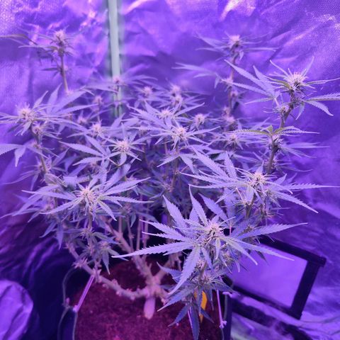 Glueberry OG  growlog timeline photo