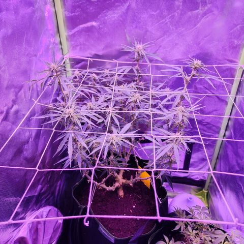 Glueberry OG  growlog timeline photo
