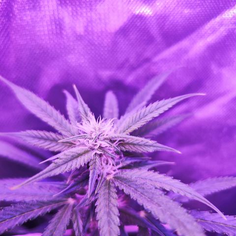 Glueberry OG  growlog timeline photo