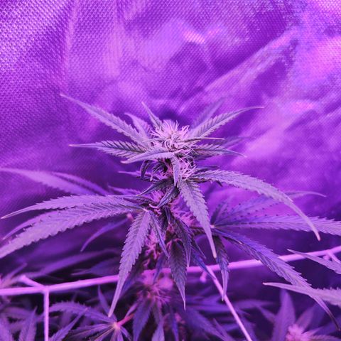 Glueberry OG  growlog timeline photo