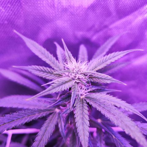 Glueberry OG  growlog timeline photo