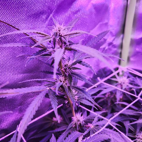 Glueberry OG  growlog timeline photo