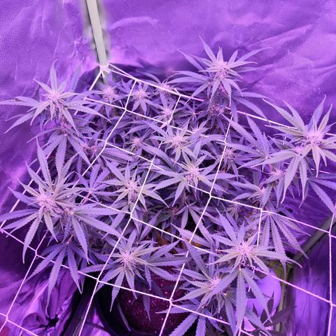 Glueberry OG  growlog timeline photo