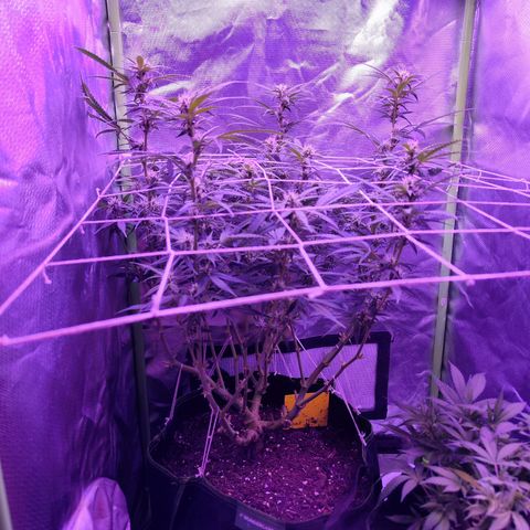 Glueberry OG  growlog timeline photo
