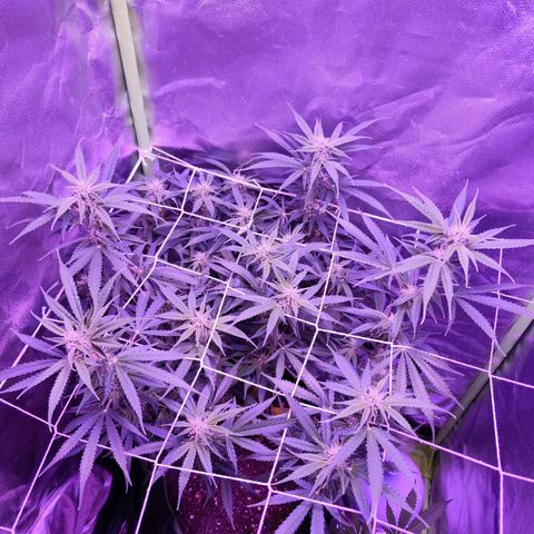 Glueberry OG  growlog timeline photo