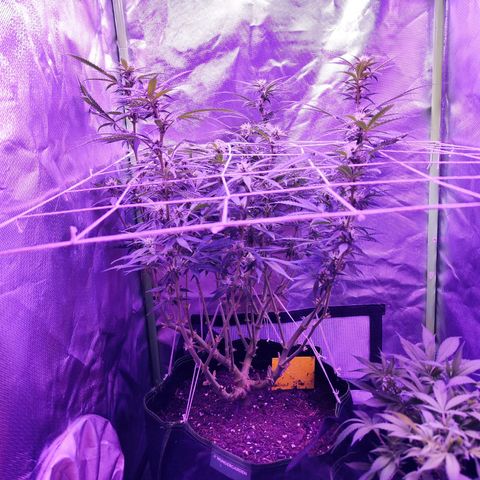 Glueberry OG  growlog timeline photo