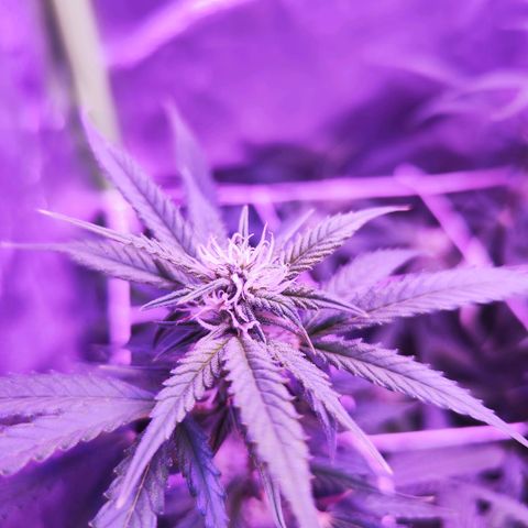 Glueberry OG  growlog timeline photo