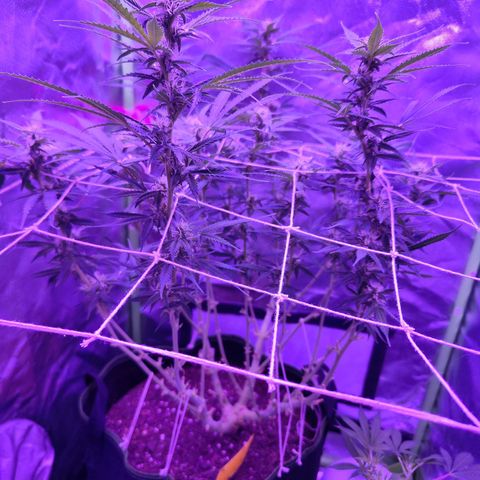 Glueberry OG  growlog timeline photo
