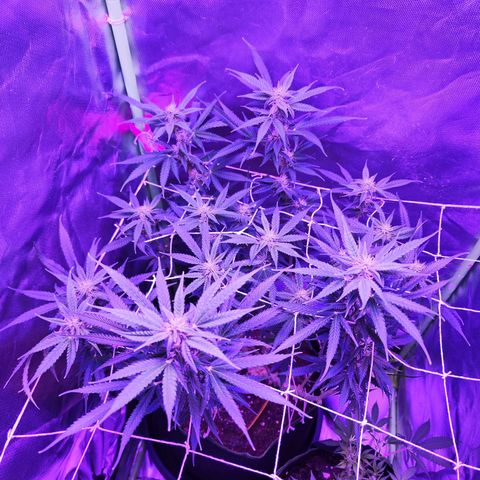 Glueberry OG  growlog timeline photo