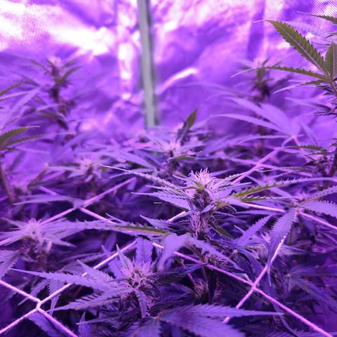 Glueberry OG  growlog timeline photo