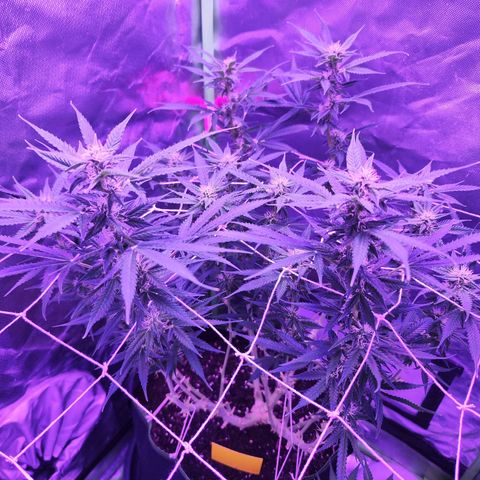 Glueberry OG  growlog timeline photo