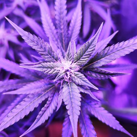 Glueberry OG  growlog timeline photo